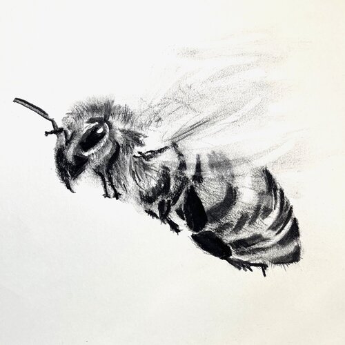 Bee No.11, Bienenportrait, Fineartprint von Kohlezeichnung auf Papier, 30x30cmx0,05, einer Serie von 25 Bienen anlässlich der Ausstellung ,der Bien, in Stuttgart, Germany by Christiane Wilhelmi, Print for Sale on Singulart