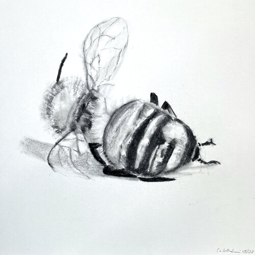 Bee No.13, Fineartprint  von Kohlezeichnung auf Papier, 30x30cmx0,05, einer Serie von 25 Bienen anlässlich der Ausstellung ,der Bien, in Stuttgart, Germany by Christiane Wilhelmi, Print for Sale on Singulart