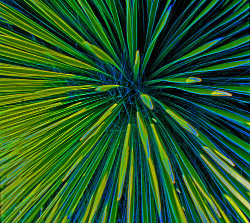 Southern Colorado Cactus LaPlata County Colorado.  16.early morning. Title: Southern Colorado Cactus, LaPlata County Colorado. 16. early morning  Year: 2015  Medium: Photography (Analogue/Digital/Hybrid)  Category: Abstract, Animals, Conceptual, Documenta von Tony Schweikle, Fotografie kaufen auf Singulart