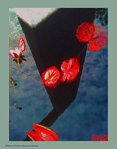 iPhone Water Lilles in Pond di Tony Schweikle, Fotografia in vendita su Singulart