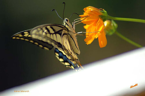 Italian Butterfly Southern Italy. de Tony Schweikle, Fotografía a la venta en Singulart