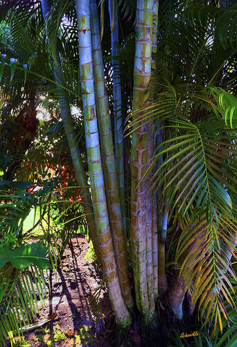 Florida Bamboo van Tony Schweikle, Fotografie te koop op Singulart