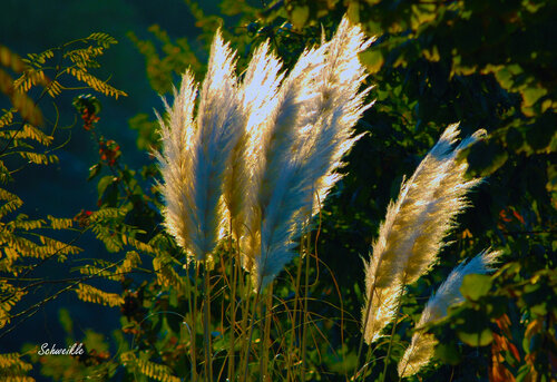 Feathers in the Garden Fine Art Print on canvas # 14/150 van Tony Schweikle, Fotografie te koop op Singulart