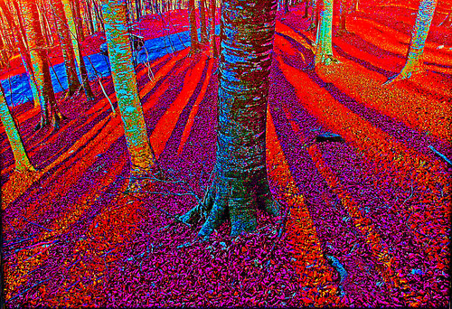 Abruzzi Forest von Tony Schweikle, Malerei kaufen auf Singulart