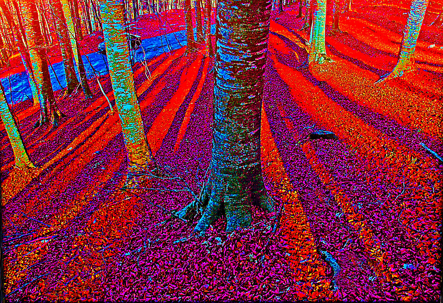 Abruzzi Forest Tony Schweikle