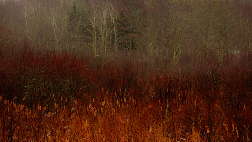 Fall Grasses di Chris Stump, Fotografia in vendita su Singulart