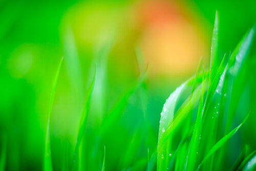 Morning Garden #1 di Chris Stump, Fotografia in vendita su Singulart