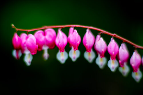 Morning Garden #2 di Chris Stump, Fotografia in vendita su Singulart