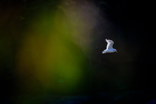 Acadia Gull #1 di Chris Stump, Fotografia in vendita su Singulart