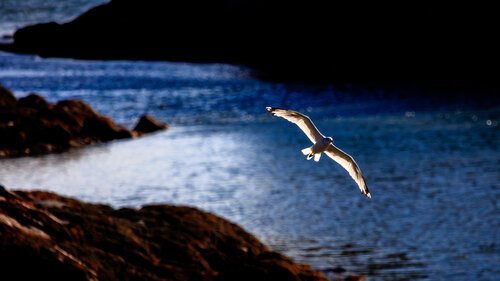 Acadia Gull #2 di Chris Stump, Fotografia in vendita su Singulart