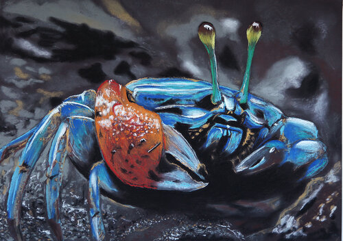 Krab par Caroline Thevelein, Dessin en vente sur Singulart