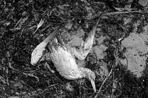 Belichtungsmesser 13 Mainland/Orkneys von Stanislaus Müller-Härlin, Fotografie kaufen auf Singulart