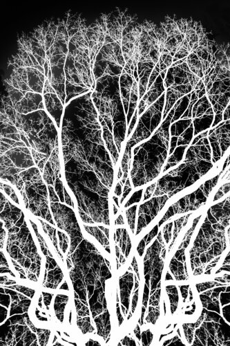Tree, Lingering on my Retina van Nathan Dean, Fotografie te koop op Singulart