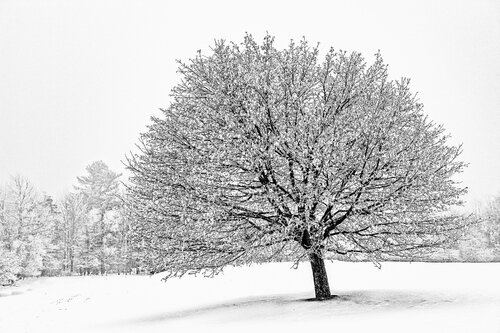 Stowe Solitude (5/8) Nathan Dean