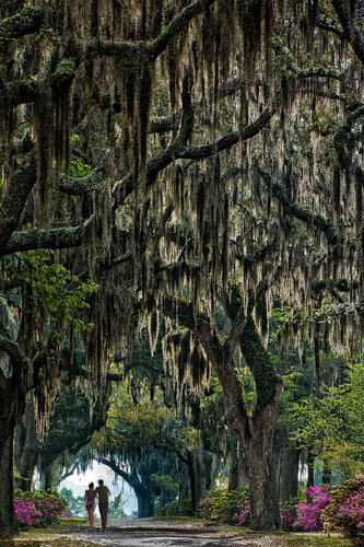 Bonaventure Dawn di Nathan Dean, Fotografia in vendita su Singulart