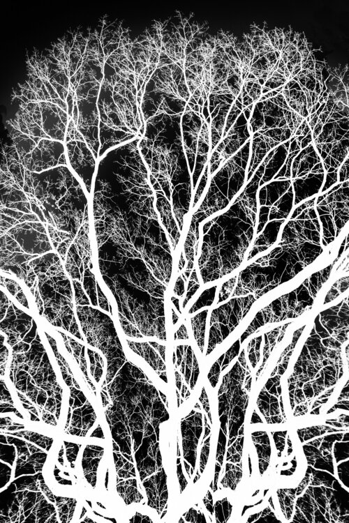 Tree, Lingering on my Retina Nathan Dean