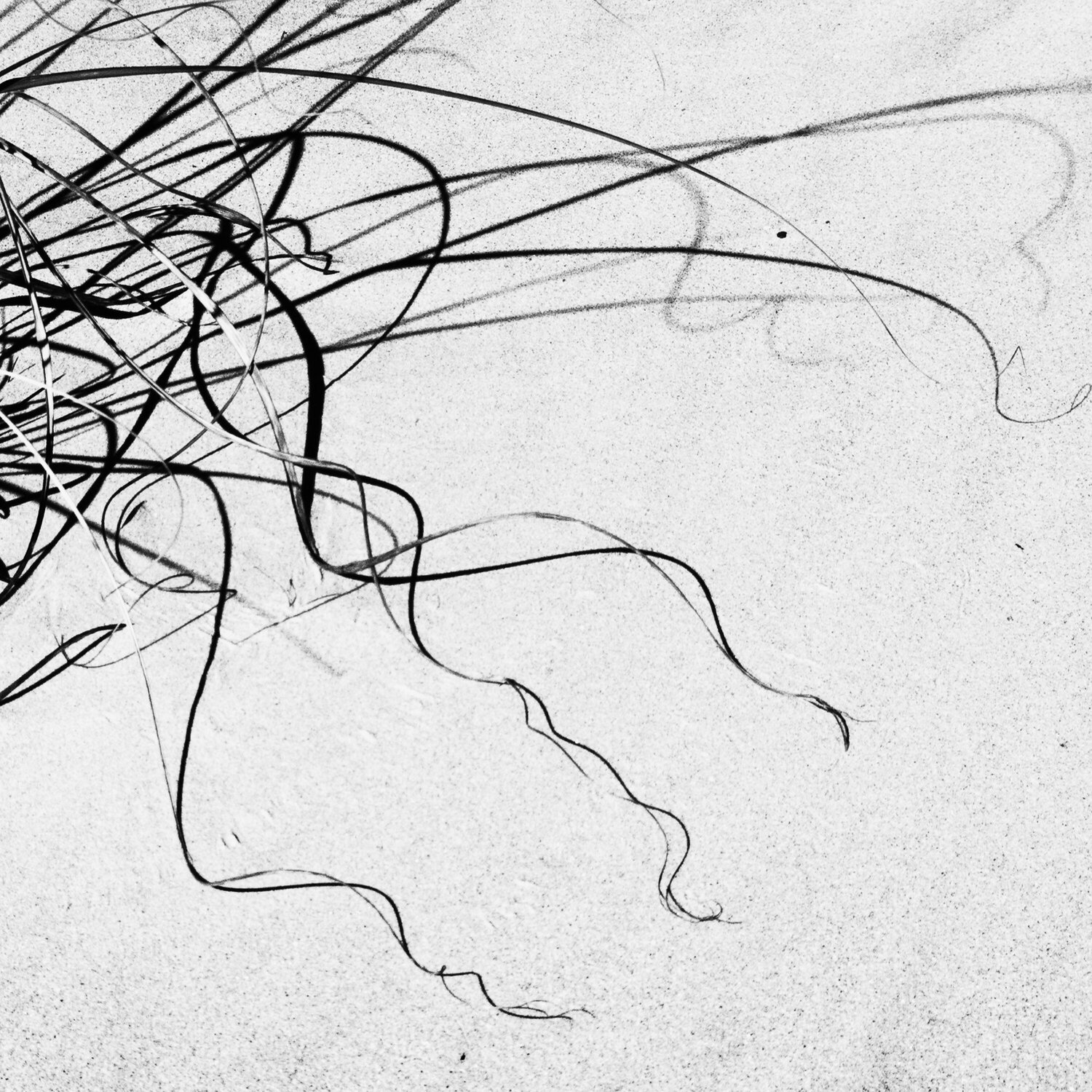 Beach Grass 3 Nathan Dean