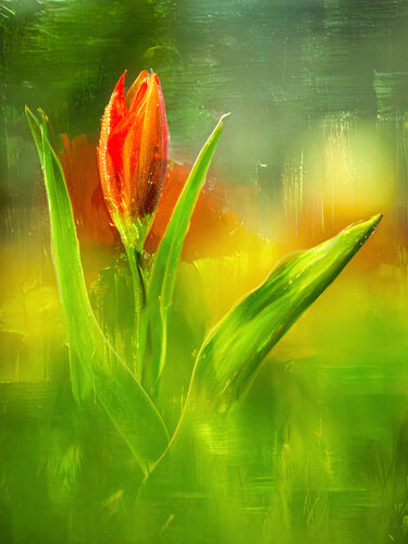 Tulpe im Bad Homburger Schloss / Tulipe au château de Bad Homburg / Tulip in Bad Homburg Castle von Peter Schulte/ Vornberg, Fotografie kaufen auf Singulart