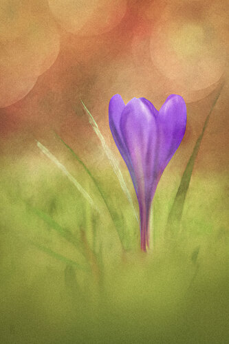 Krokuss im Kurpark Bad Homburg im Stile eines Aquarells / Crocus dans le parc thermal de Bad Homburg, dans le style d'une aquarelle / Crocuses in Bad Homburg's spa gardens, painted in watercolour style von Peter Schulte/ Vornberg, Fotografie kaufen auf Singulart