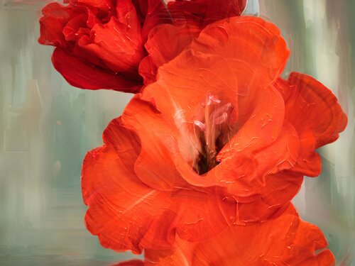 Gartengladiolen auf den Graslandschaften Südafrikas / Glaïeul des jardins sur les prairies d'Afrique du Sud / Garden gladiolus on the grasslands of South Africa von Peter Schulte/ Vornberg, Fotografie kaufen auf Singulart