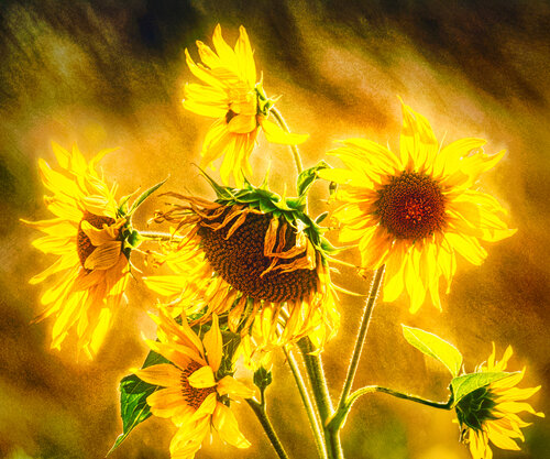 Un hommage à la peinture de tournesols de Van Gogh I / Eine Hommage an Van Goghs Sonnenblumenbilder I / A tribute to Van Gogh's sunflower paintings I von Peter Schulte/ Vornberg, Fotografie kaufen auf Singulart