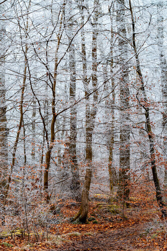 Verwunschener Blick vom Waldpfad im Kronberger Wald / Vue merveilleuse depuis le sentier forestier dans la forêt de Kronberg / Enchanted view from the forest path in the Kronberg Forest II van Peter Schulte/ Vornberg, Fotografie te koop op Singulart