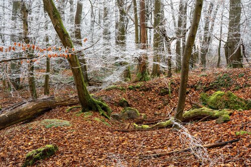 Verwunschener Blick vom Waldpfad im Kronberger Wald II / Vue merveilleuse depuis le sentier forestier dans la forêt de Kronberg II / Enchanted view from the forest path in the Kronberg Forest van Peter Schulte/ Vornberg, Fotografie te koop op Singulart