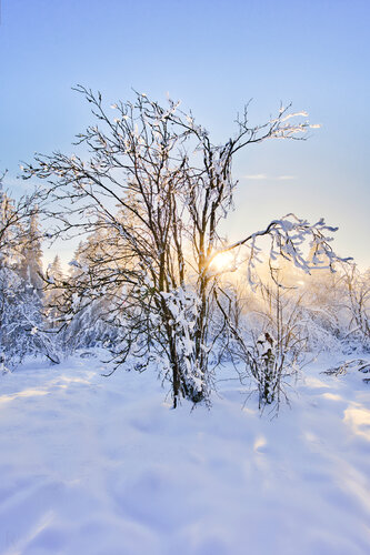 Verwunschener Blick vom Waldpfad im Kronberger Wald / Vue merveilleuse depuis le sentier forestier dans la forêt de Kronberg / Enchanted view from the forest path in the Kronberg Forest II di Peter Schulte/ Vornberg, Fotografia in vendita su Singulart