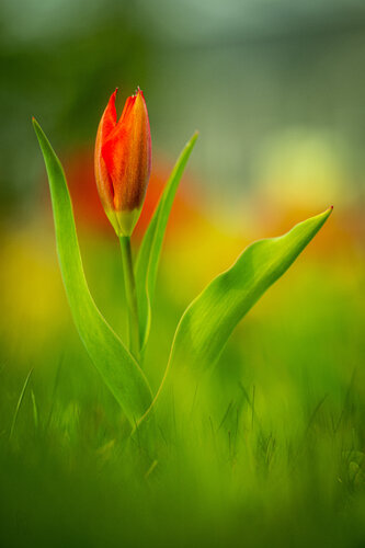 Tulpe I di Peter Schulte/ Vornberg, Fotografia in vendita su Singulart