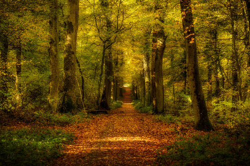 Bad Sodener Stadtwald im Herbst 2025 van Peter Schulte/ Vornberg, Fotografie te koop op Singulart