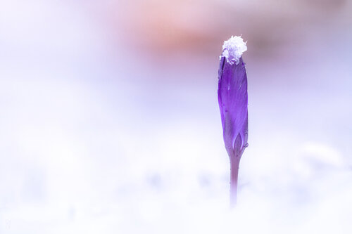 Krokus VI di Peter Schulte/ Vornberg, Fotografia in vendita su Singulart