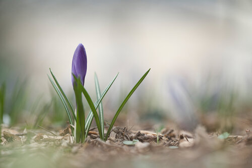 Krokus VII di Peter Schulte/ Vornberg, Fotografia in vendita su Singulart