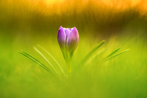 Krokus VIII von Peter Schulte/ Vornberg, Fotografie kaufen auf Singulart