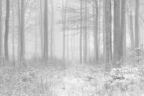 Blick ins obere Urselbachtal im Hochtaunus / Vue sur la haute vallée de l'Urselbach dans le Haut-Taunus / View of the upper Urselbach Valley in the Hochtaunus by Peter Schulte/ Vornberg, Photography for Sale on Singulart