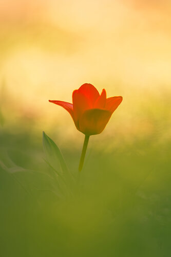 Tulpe II di Peter Schulte/ Vornberg, Fotografia in vendita su Singulart