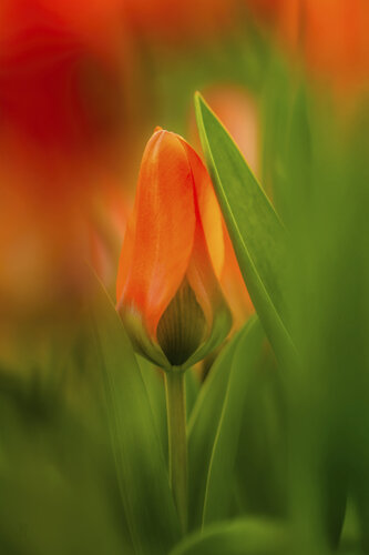 Tulpe III von Peter Schulte/ Vornberg, Fotografie kaufen auf Singulart