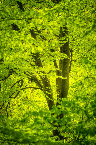 Buche I - Vom Königsteiner Woogtal über das Billtal hinauf zur Billtalhöhe / Hêtre I - De la vallée du Woogtal à Königstein à la Billtalhöhe en passant par la vallée du Billtal / Beech I – From the Königstein Woog Valley via the Bill Valley up to the Bill von Peter Schulte/ Vornberg, Fotografie kaufen auf Singulart