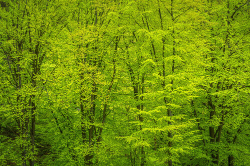 Buche II - Vom Königsteiner Woogtal über das Billtal hinauf zur Billtalhöhe / Hêtre II - De la vallée de Königstein Woogtal à la Billtalhöhe en passant par la vallée de Billtal / Book II – From the Königstein Woog Valley up to the Bill Valley von Peter Schulte/ Vornberg, Fotografie kaufen auf Singulart