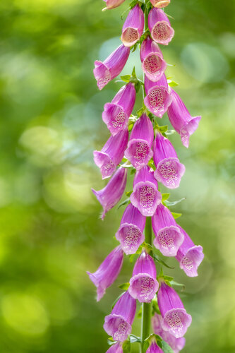 Fingerhut I - Kronberger Wald / Dés à coudre I - Forêt de Kronberg / Foxglove I - Kronberg Forest di Peter Schulte/ Vornberg, Fotografia in vendita su Singulart