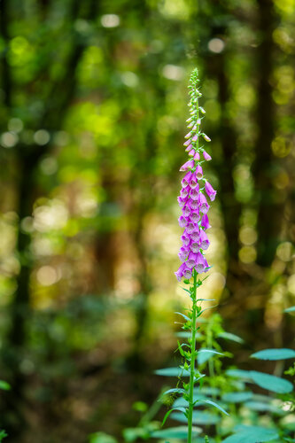 Fingerhut III - Kronberger Wald / Dés à coudre III - Forêt de Kronberg / Foxglove III - Kronberg Forest di Peter Schulte/ Vornberg, Fotografia in vendita su Singulart