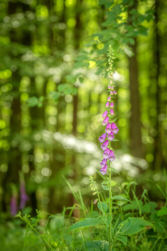 Fingerhut IV - Kronberger Wald / Dés à coudre IV - Forêt de Kronberg / Foxglove IV - Kronberg Forest di Peter Schulte/ Vornberg, Fotografia in vendita su Singulart