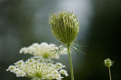 Wilde Möhre / Carotte sauvage / Wild carrot di Peter Schulte/ Vornberg, Fotografia in vendita su Singulart