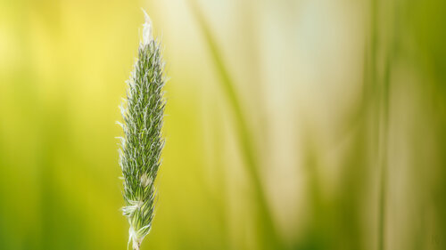 Wiesenfuchsschwanz / Céphalante des prés / Meadow foxtail par Peter Schulte/ Vornberg, Photographie en vente sur Singulart