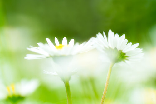 Margariten / Marguerites / Meadow foxtail / Daisies di Peter Schulte/ Vornberg, Fotografia in vendita su Singulart