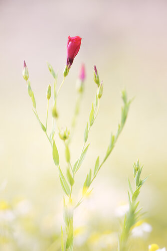 Roter Lein / Lin rouge / Red flax di Peter Schulte/ Vornberg, Fotografia in vendita su Singulart
