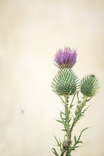 Gemeine Kratzdistel / Chardon commun / Common thistle di Peter Schulte/ Vornberg, Fotografia in vendita su Singulart