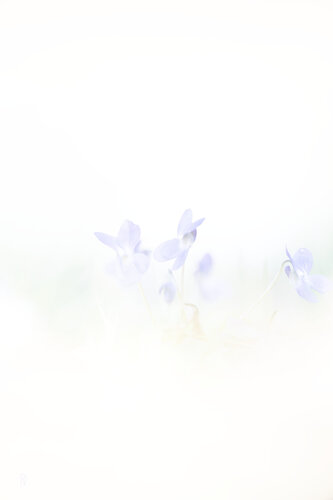 Veilchen / Violette / Violets di Peter Schulte/ Vornberg, Fotografia in vendita su Singulart