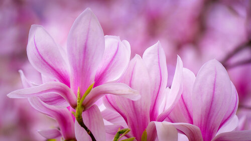 Magnolien / Magnolias van Peter Schulte/ Vornberg, Fotografie te koop op Singulart