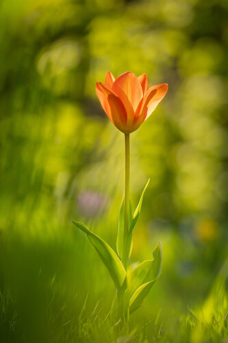 Tulpe Orange par Peter Schulte/ Vornberg, Photographie en vente sur Singulart