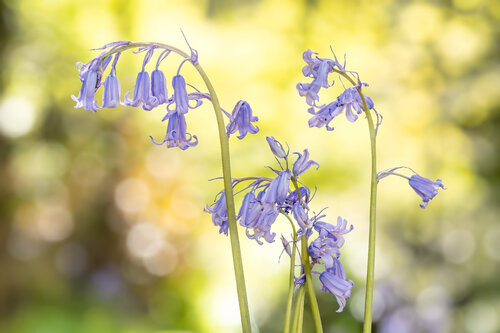 Hasenglöckchen / perce-neige / bluebell par Peter Schulte/ Vornberg, Photographie en vente sur Singulart